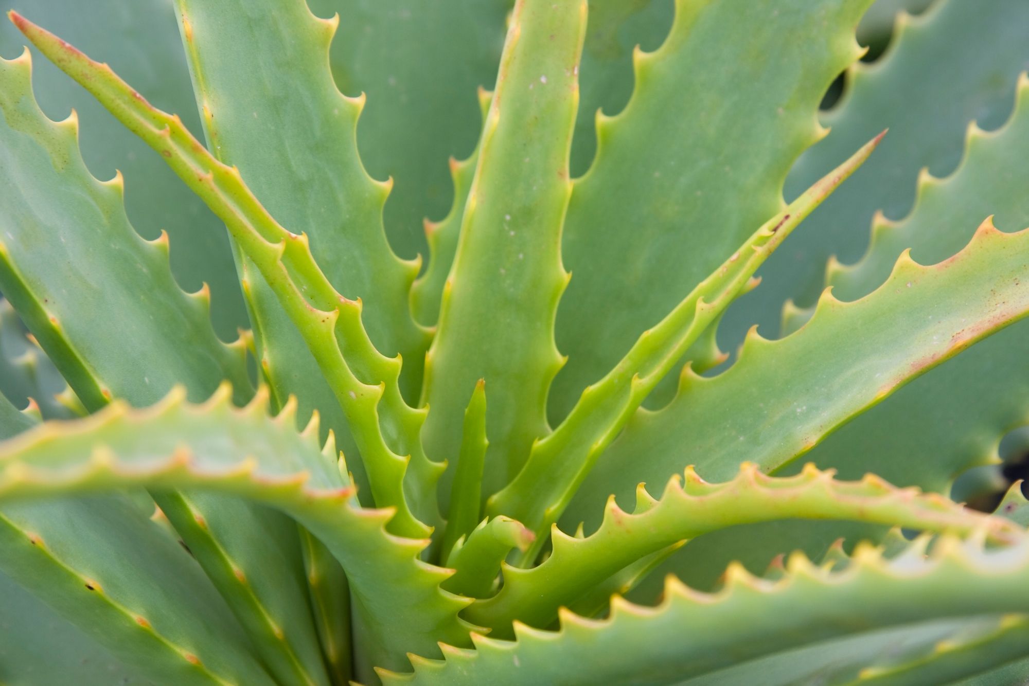 aloe vera