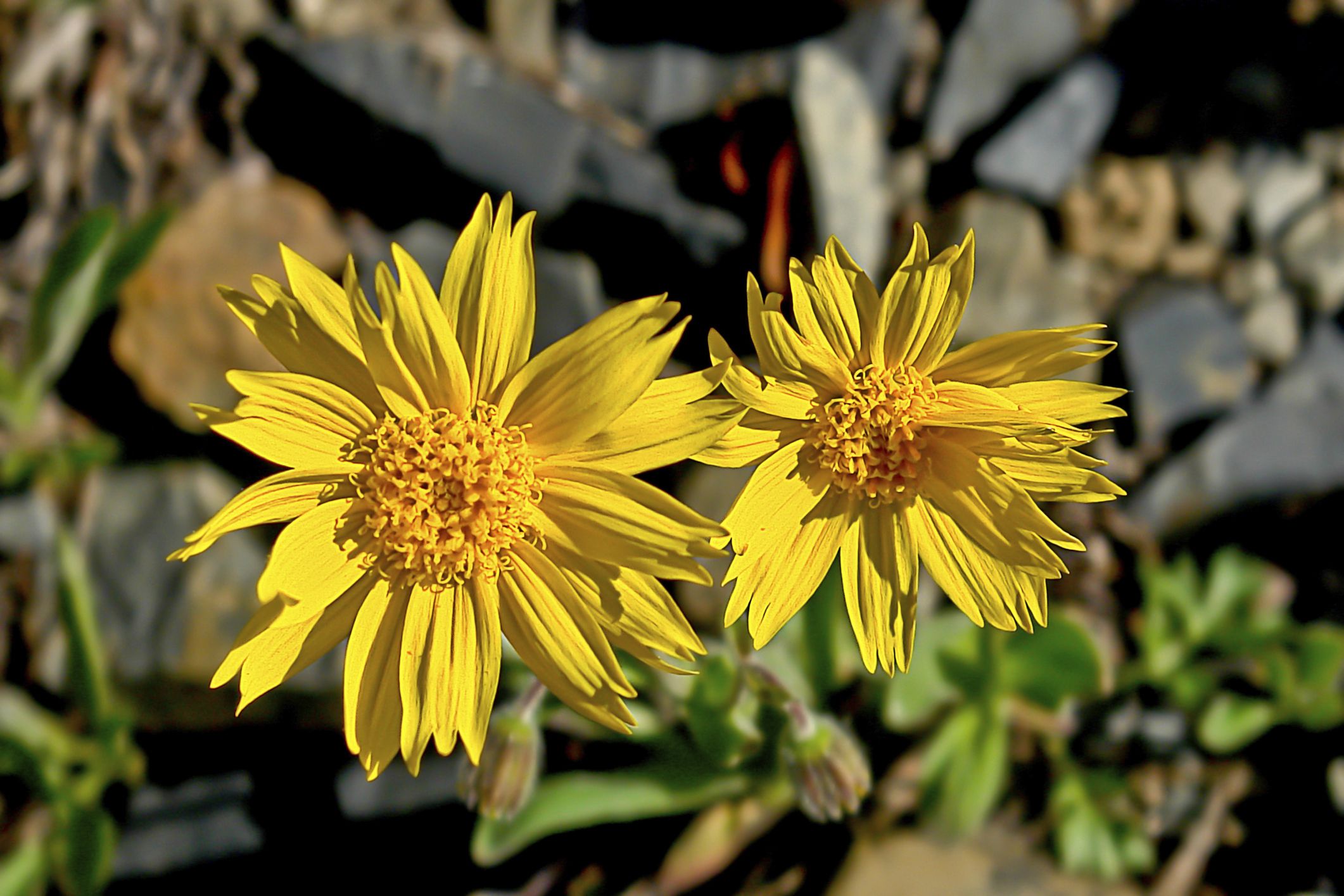 arnica