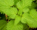 plantes anti-chute - ortie