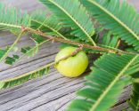 plantes anti-chute - amla