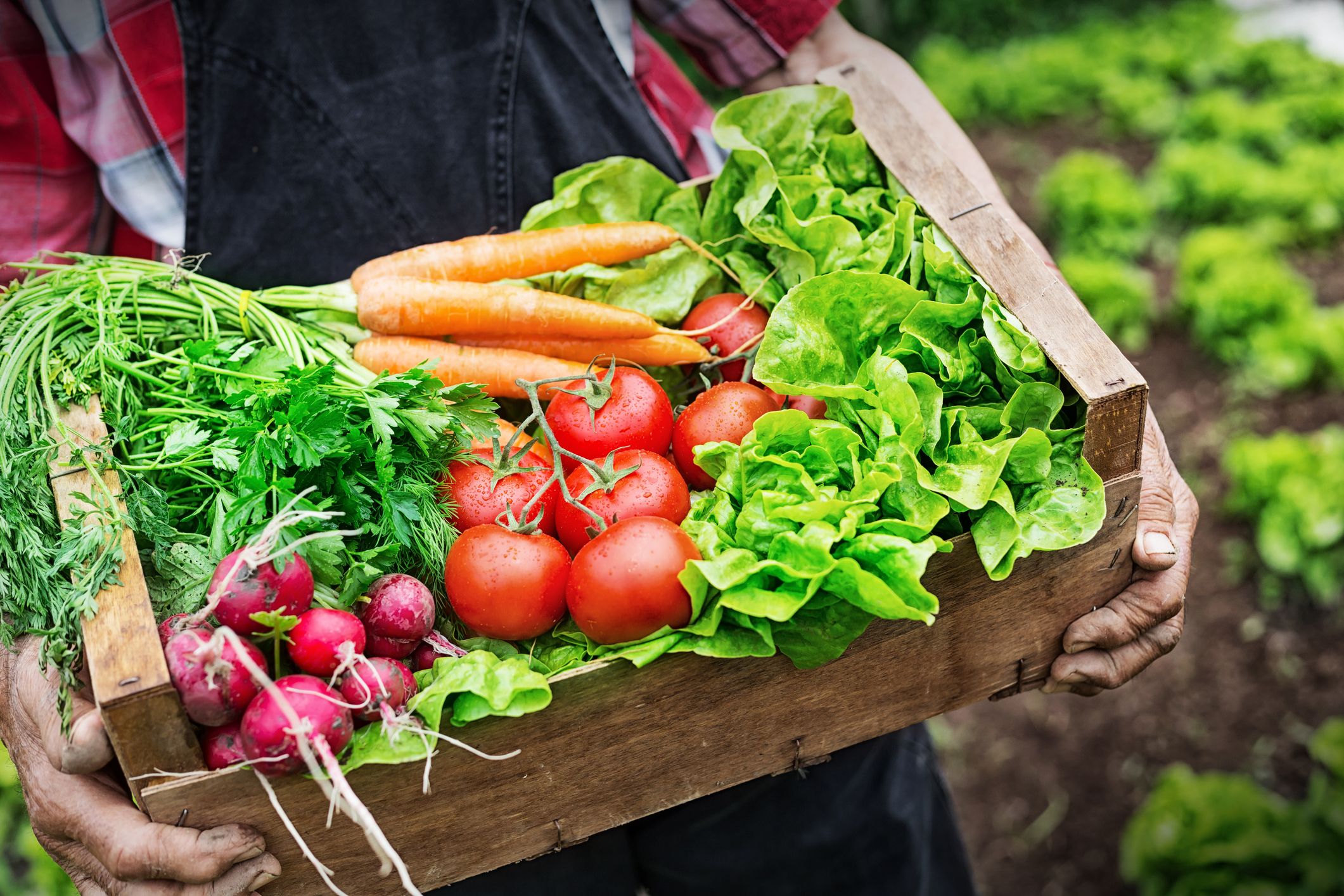 Légumes et verts