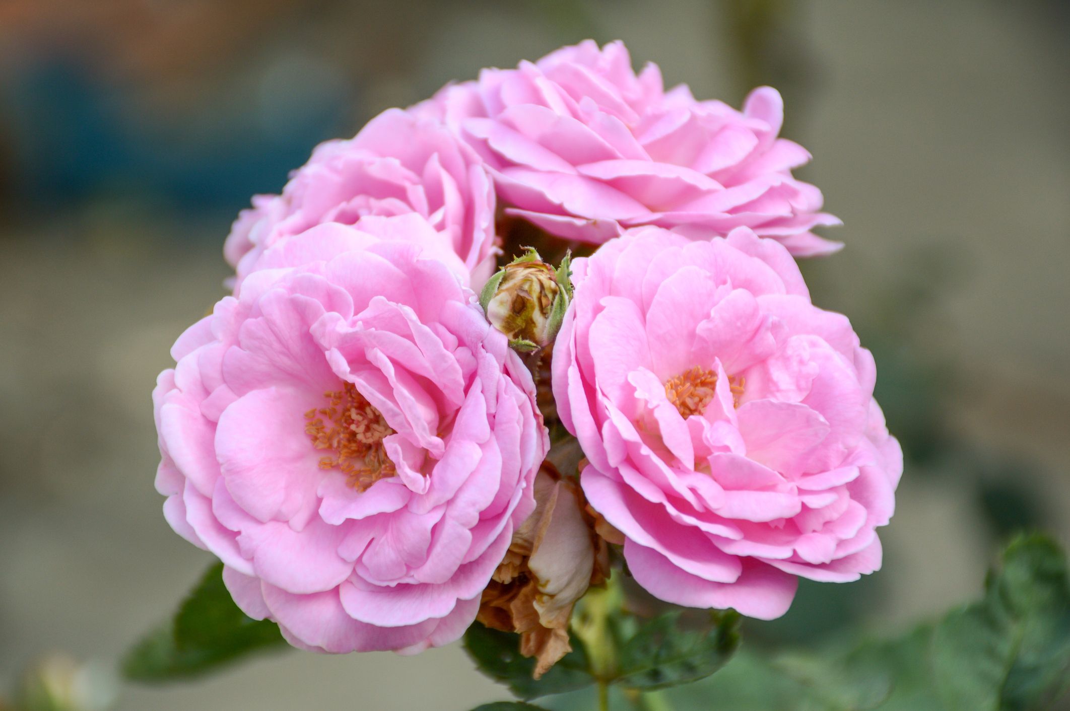 Rose de Damas
