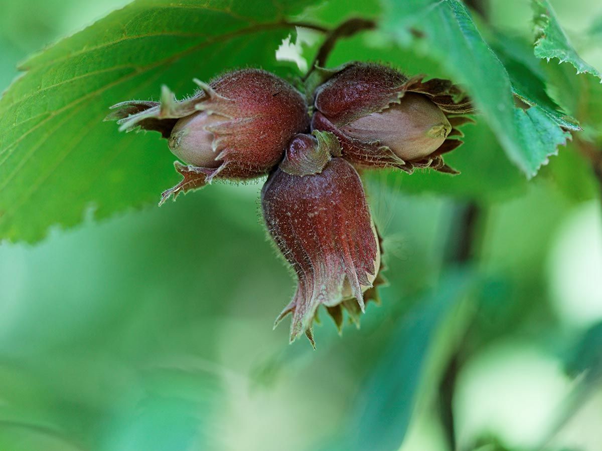 plantes variqueuses de noisetier