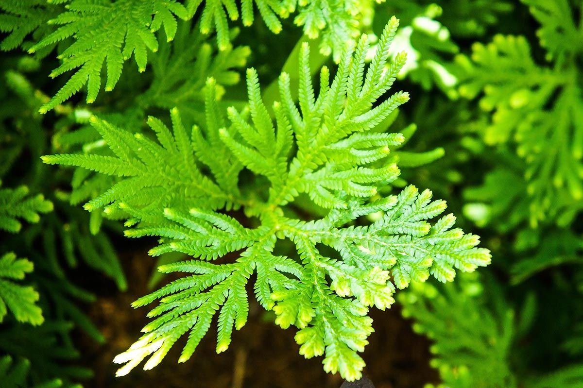 varices plantes - cyprès