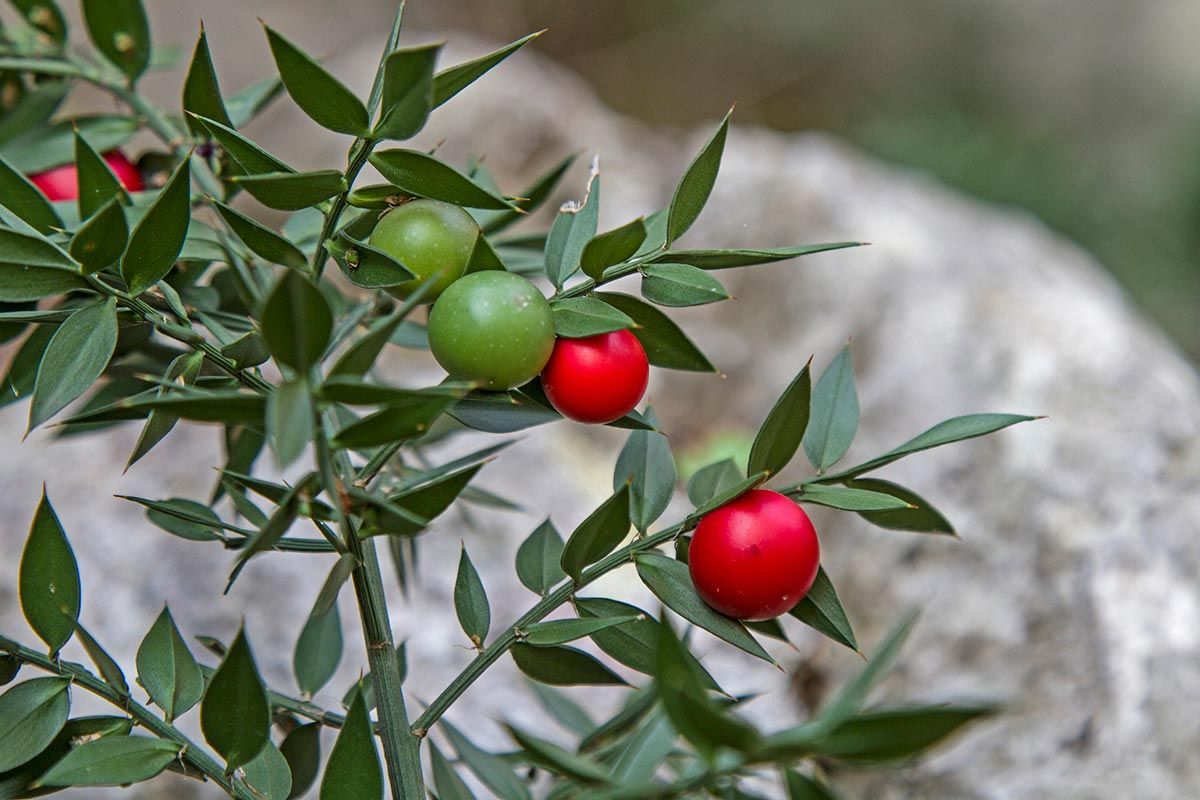 plantes variqueuses - rusco