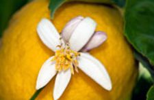 miel de fleur d'oranger
