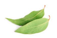 miel d'eucalyptus
