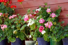 miel mille fleurs