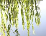 infusions maux de tête - saule