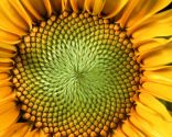 Infusions de maux de tête - graines de tournesol