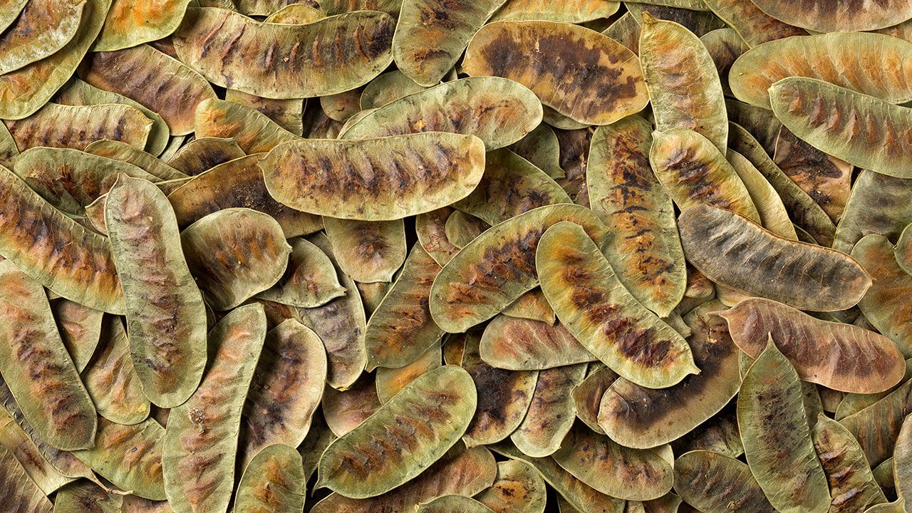 Senna Alexandrina