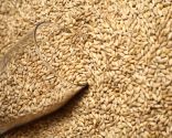 malt de céréales torréfié