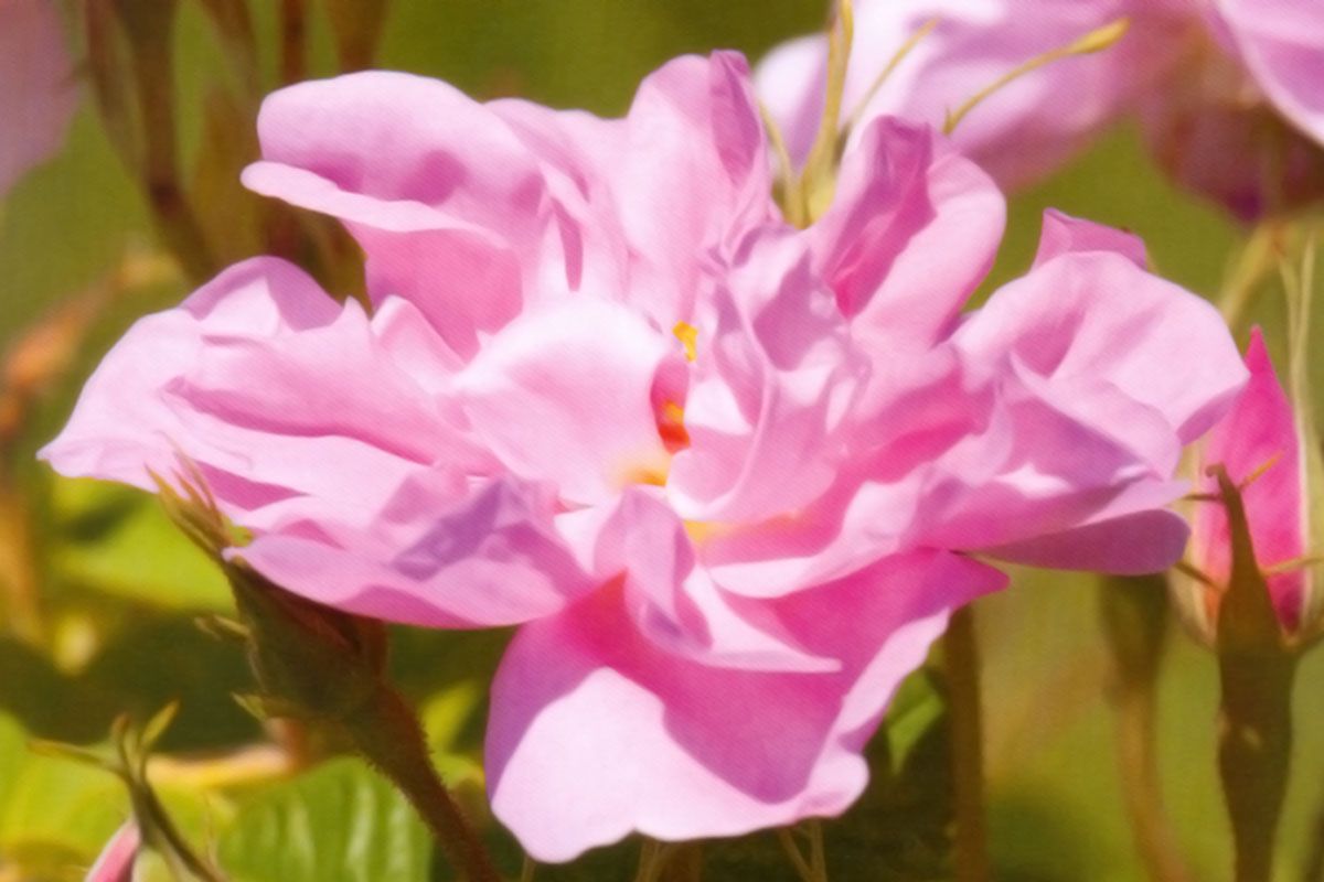 rose de Damas