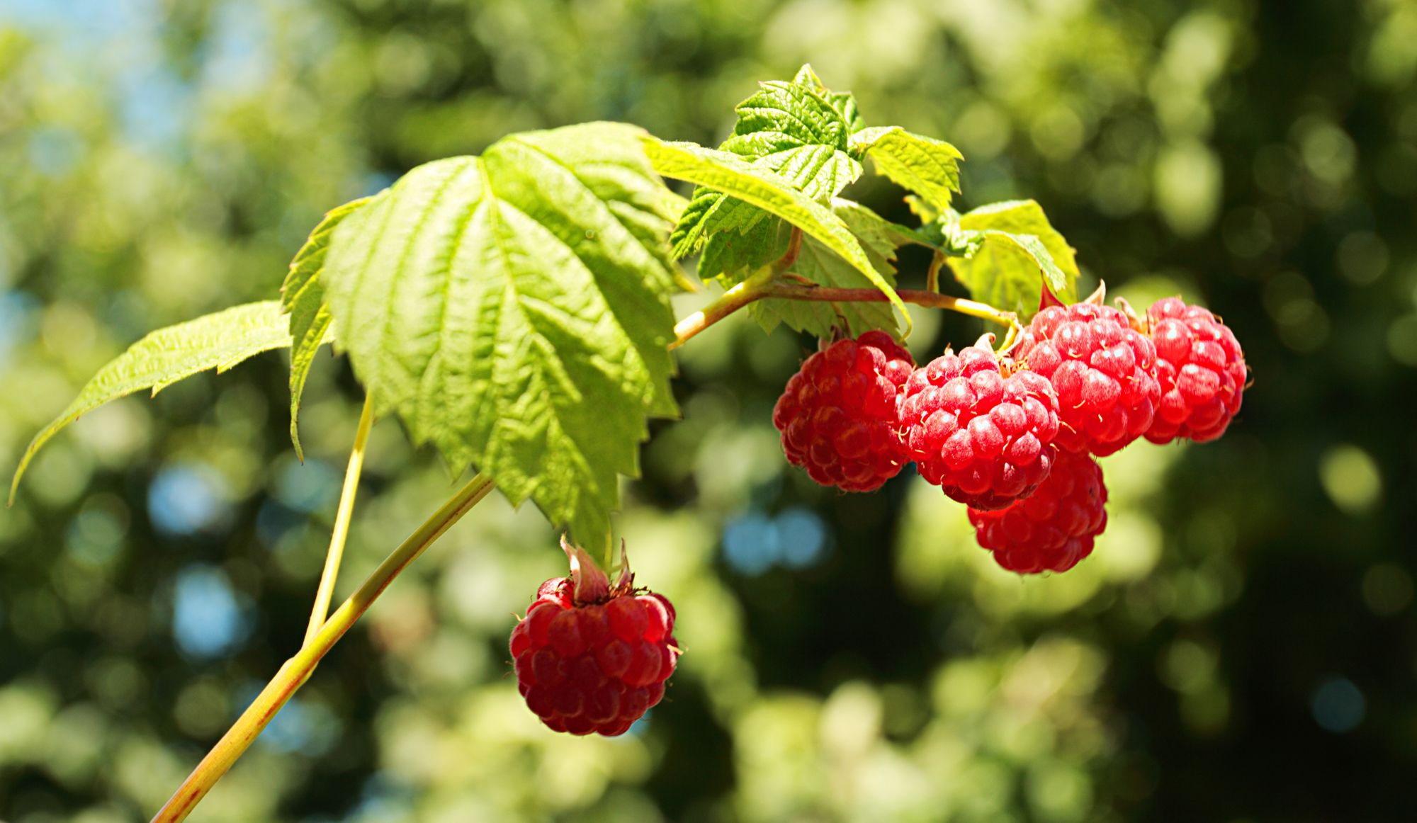 framboise