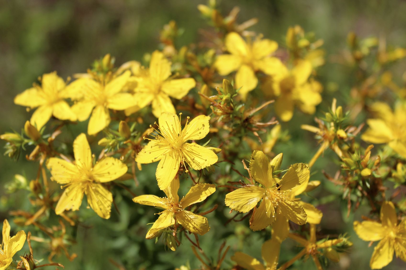 Hypericum