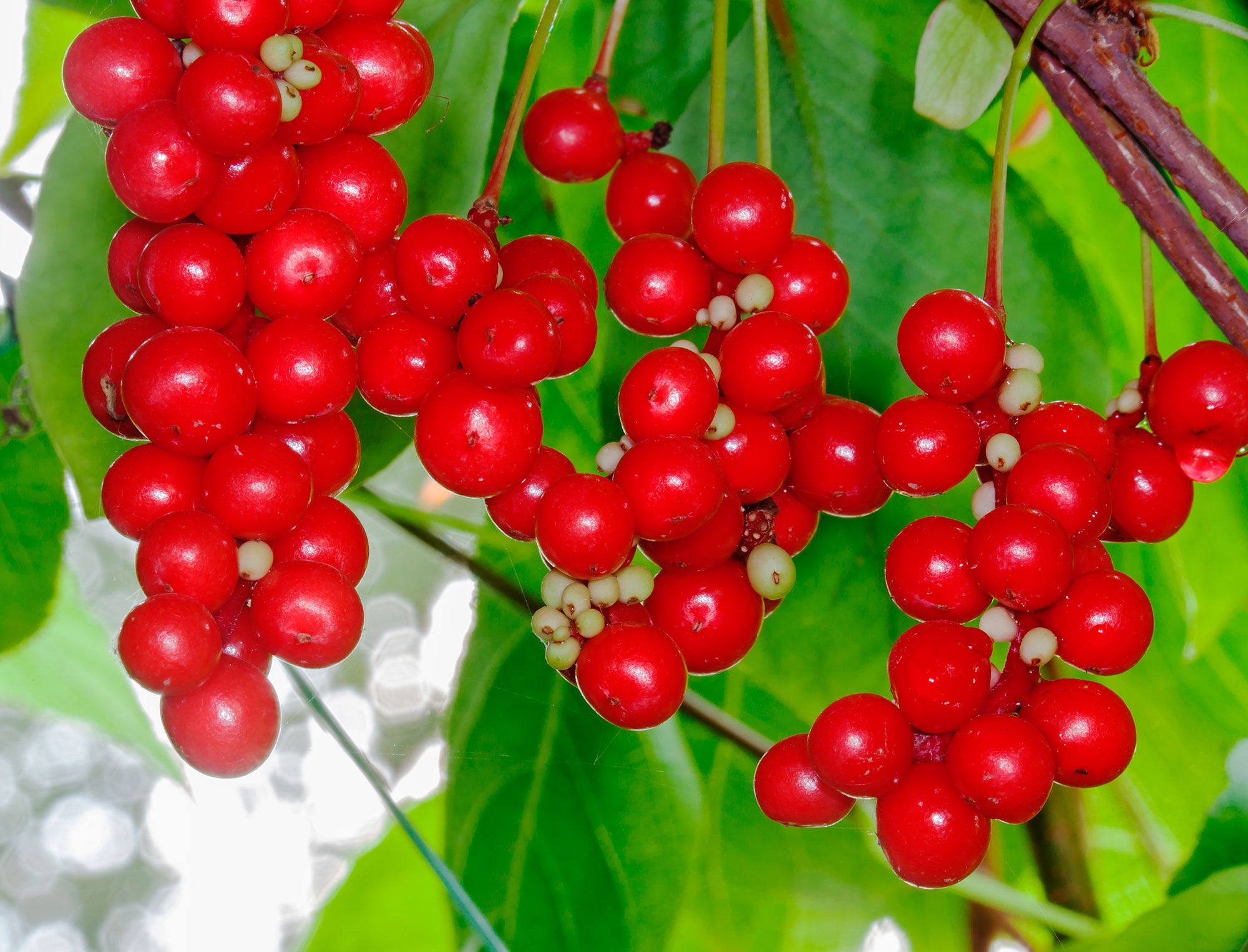 schisandra