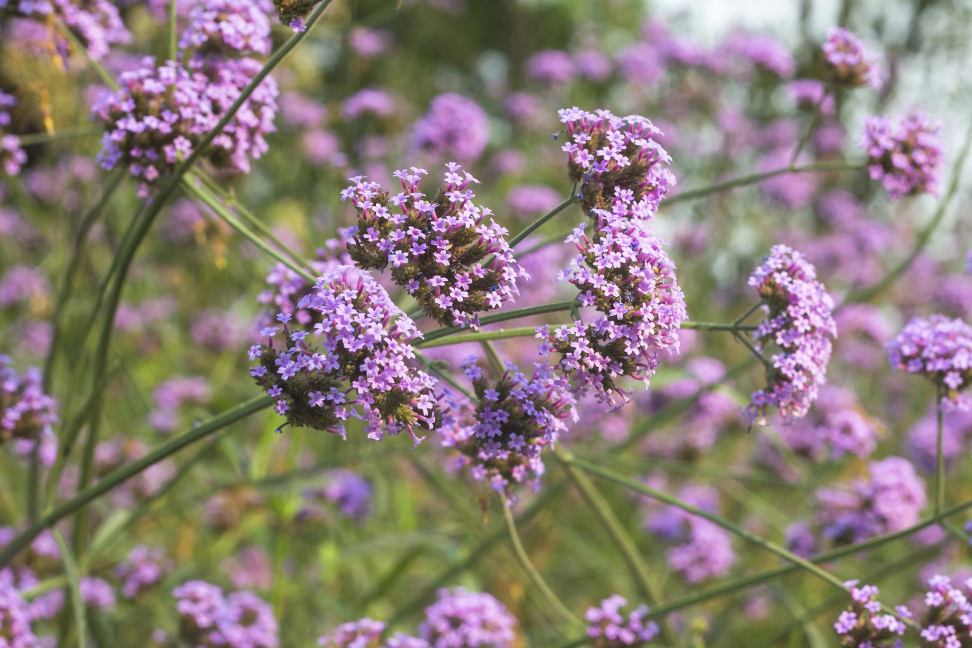 verveine