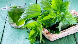 Quels sont les bienfaits de l'ortie?