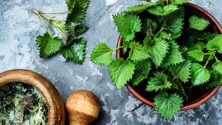 Quels sont les bienfaits de l'ortie?