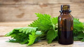 Quels sont les bienfaits de l'ortie?