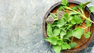 Quels sont les bienfaits de l'ortie?