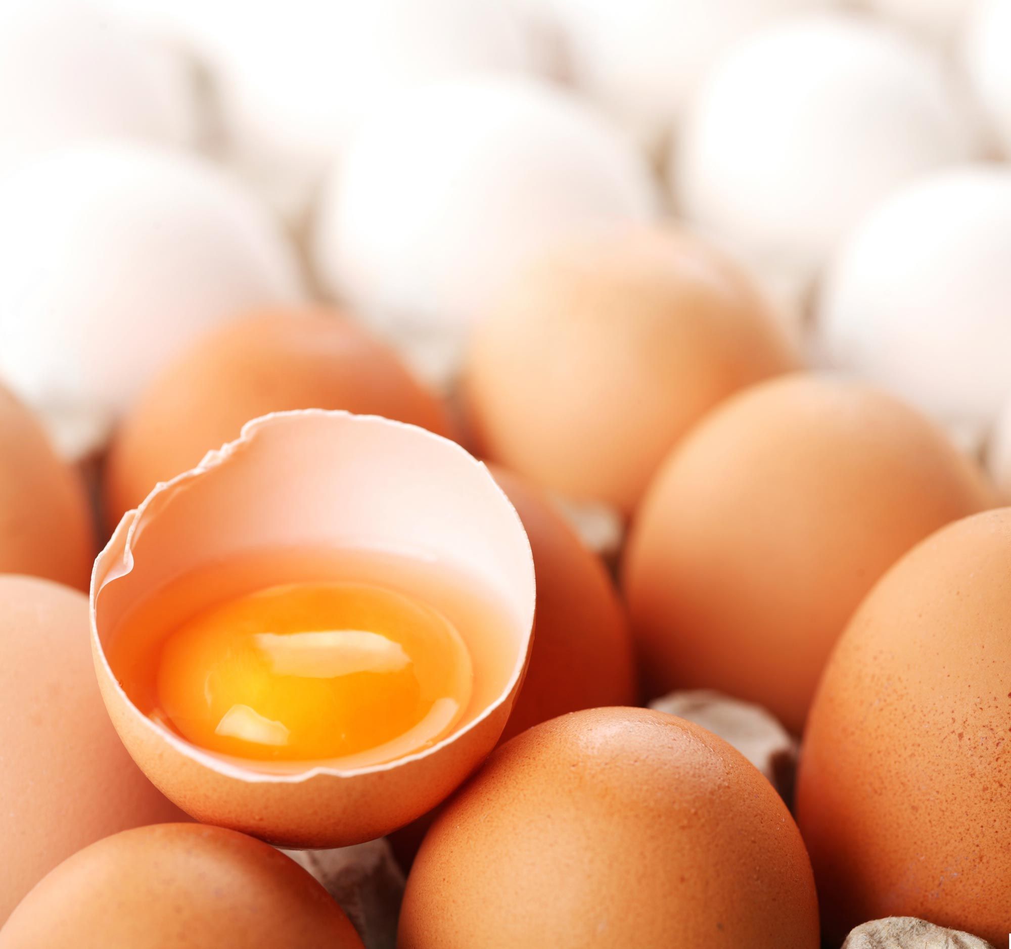 Oeuf