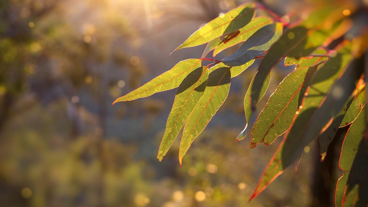 Eucalyptus, plante médicinale contre le rhume et les problèmes respiratoires