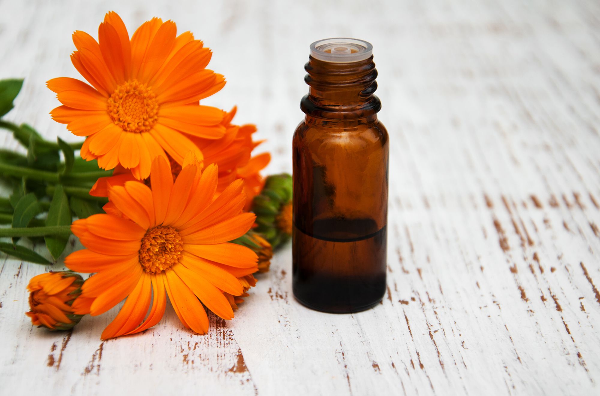 calendula