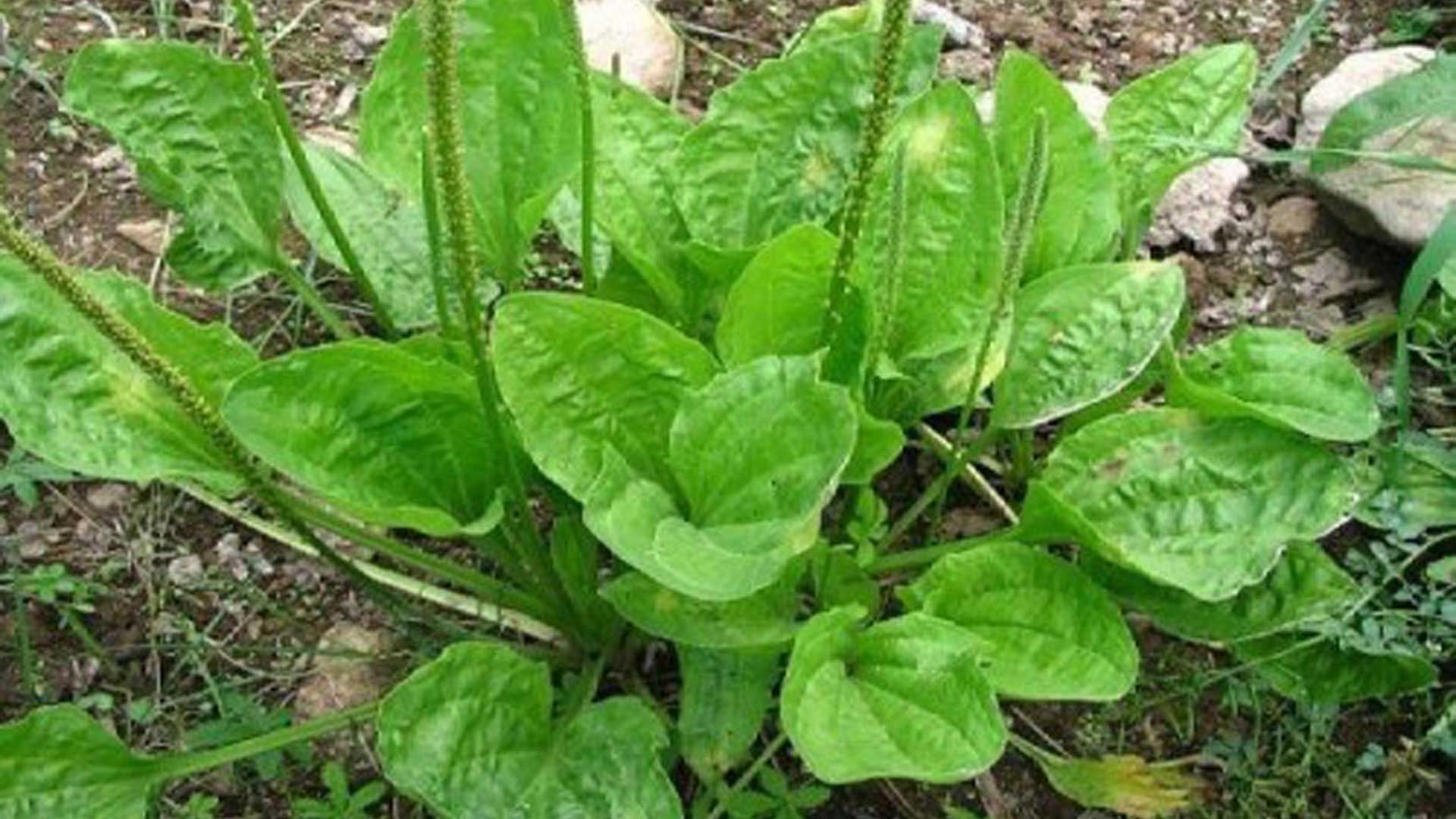 plante de plantain