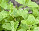 arômes aphrodisiaques - menthe poivrée et menthe verte