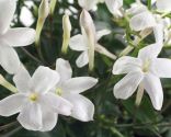 jasmin