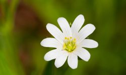 Plante médicinale de Pamplina