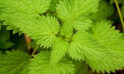ortie, plante médicinale
