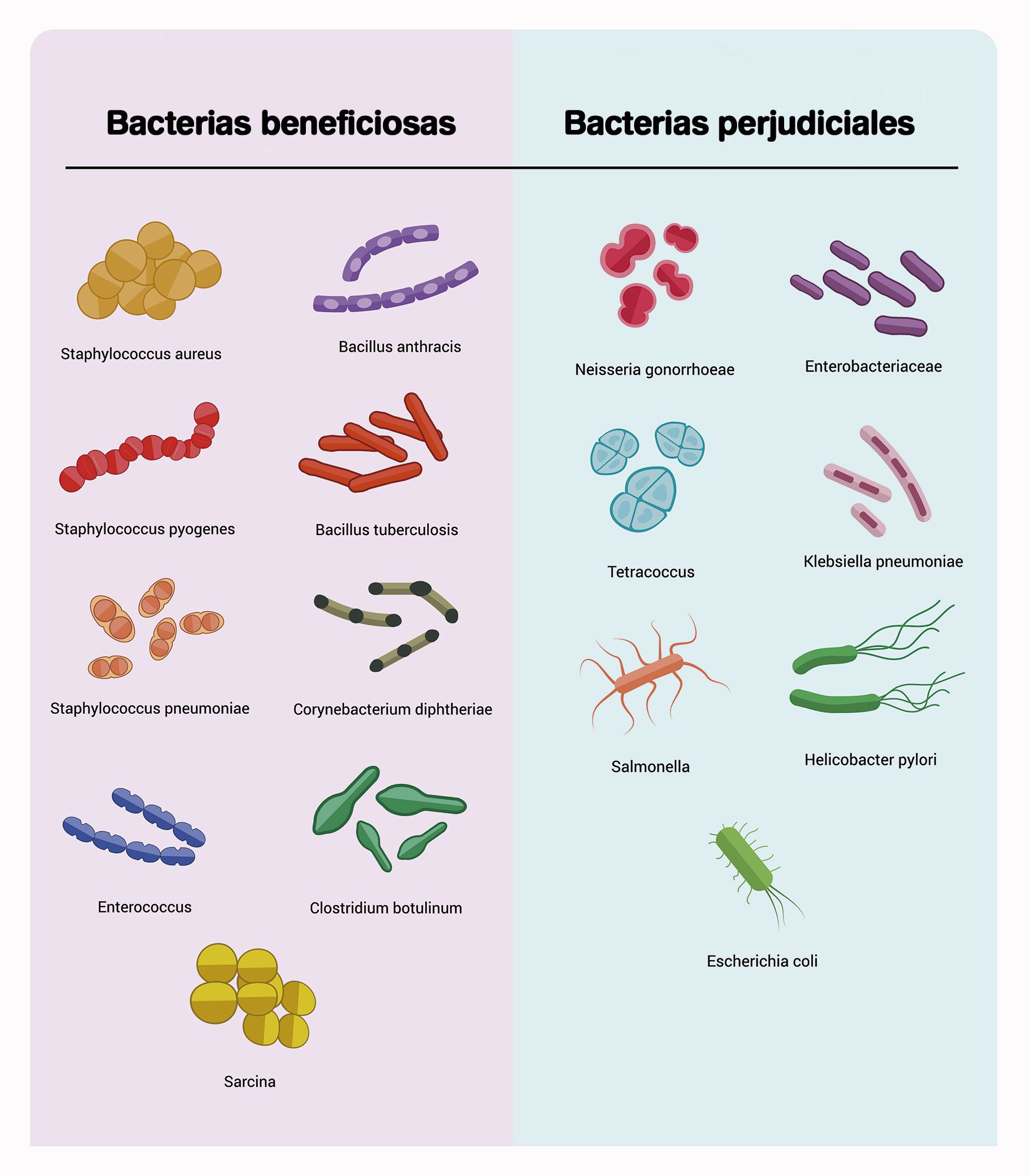 bactéries bénéfiques nocives