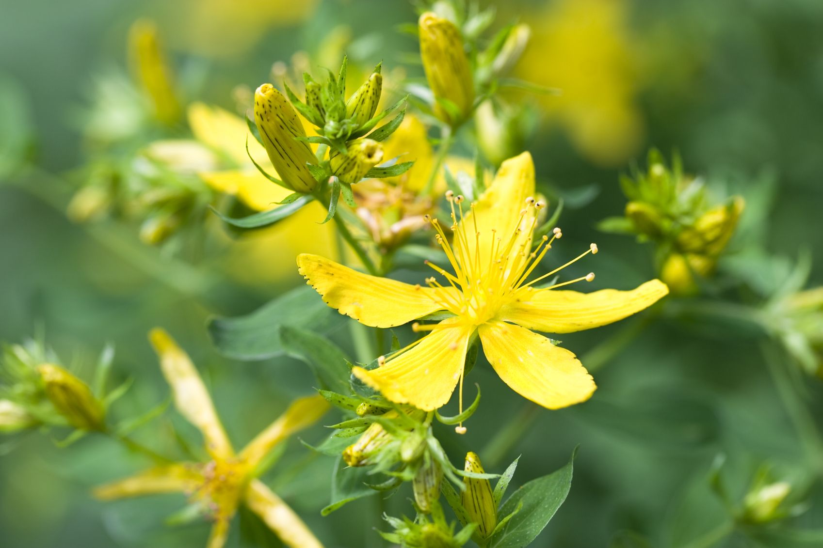 Hypericum
