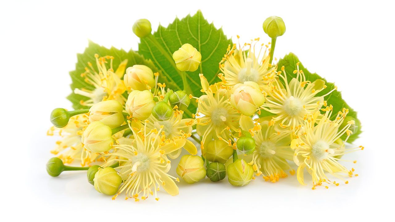 fleurs de tilleul