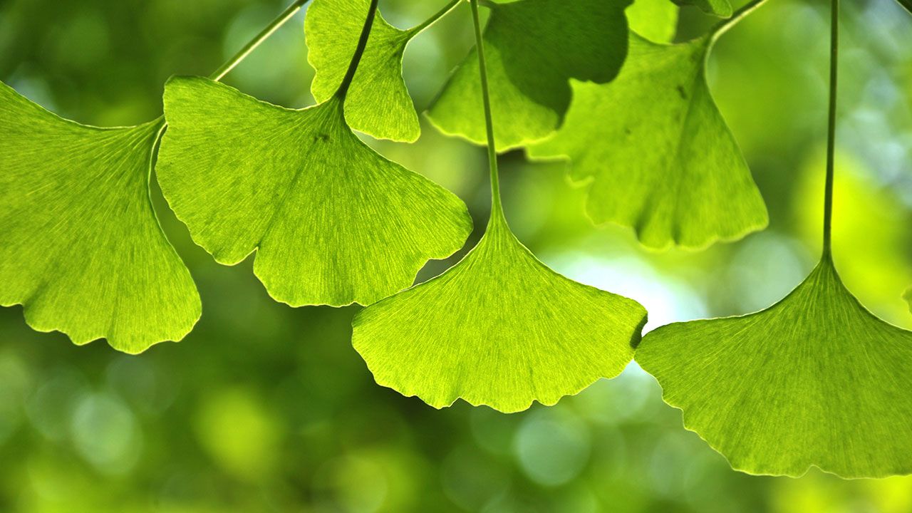 ginkgo