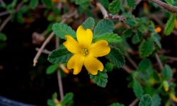 Damiana