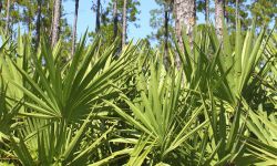 Saw Palmetto