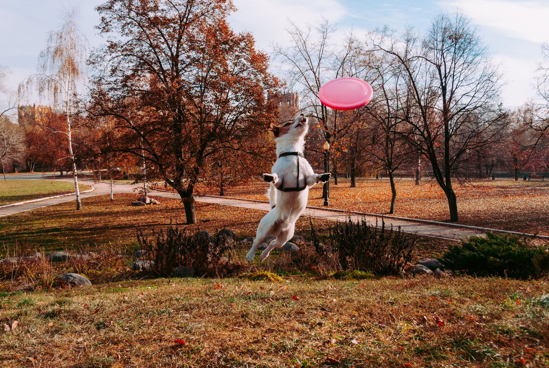 Exercices de motivation avec le chien