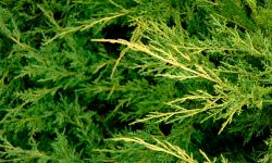 plante médicinale de genévrier