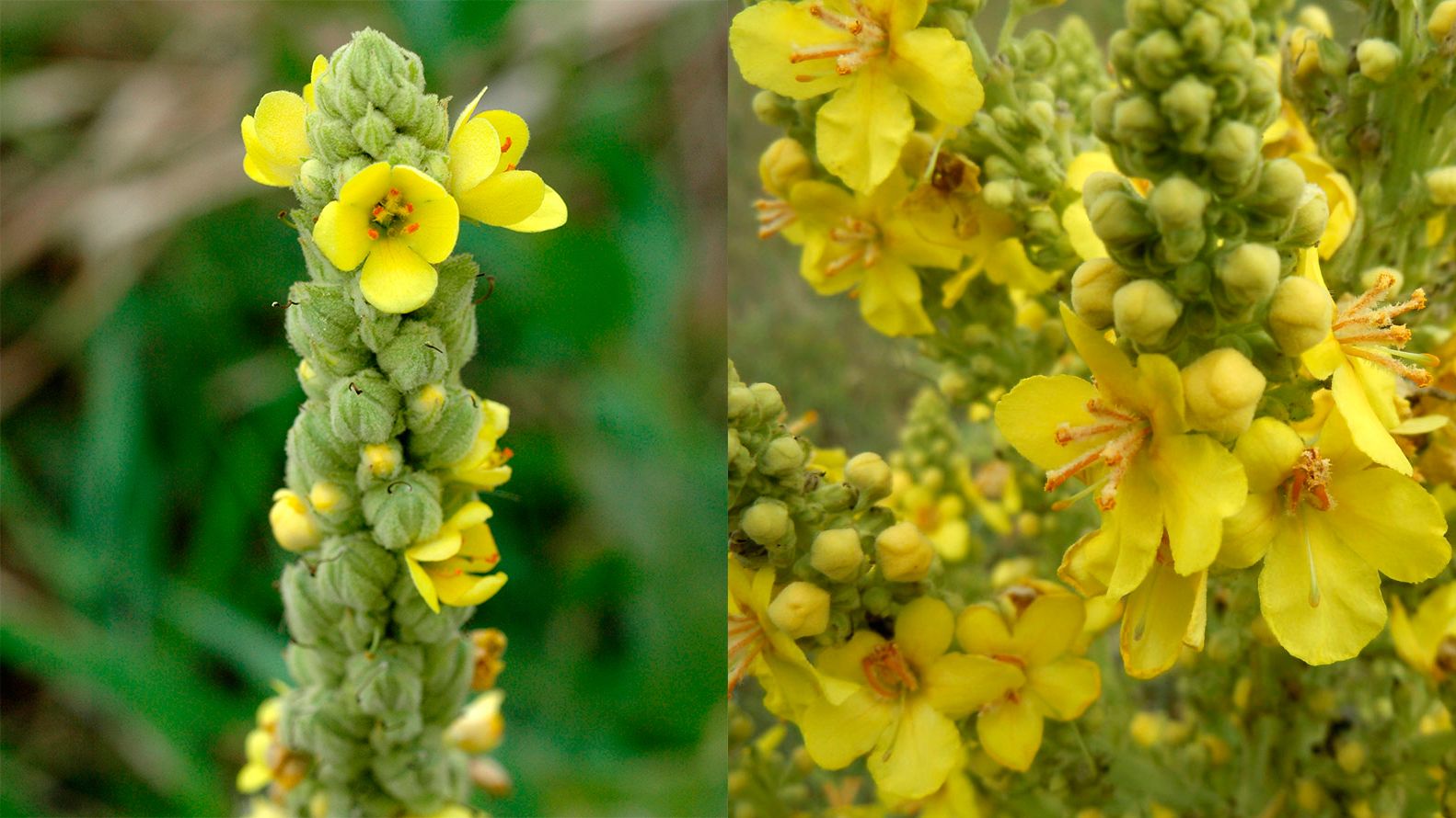 plantes allergies printemps - molène