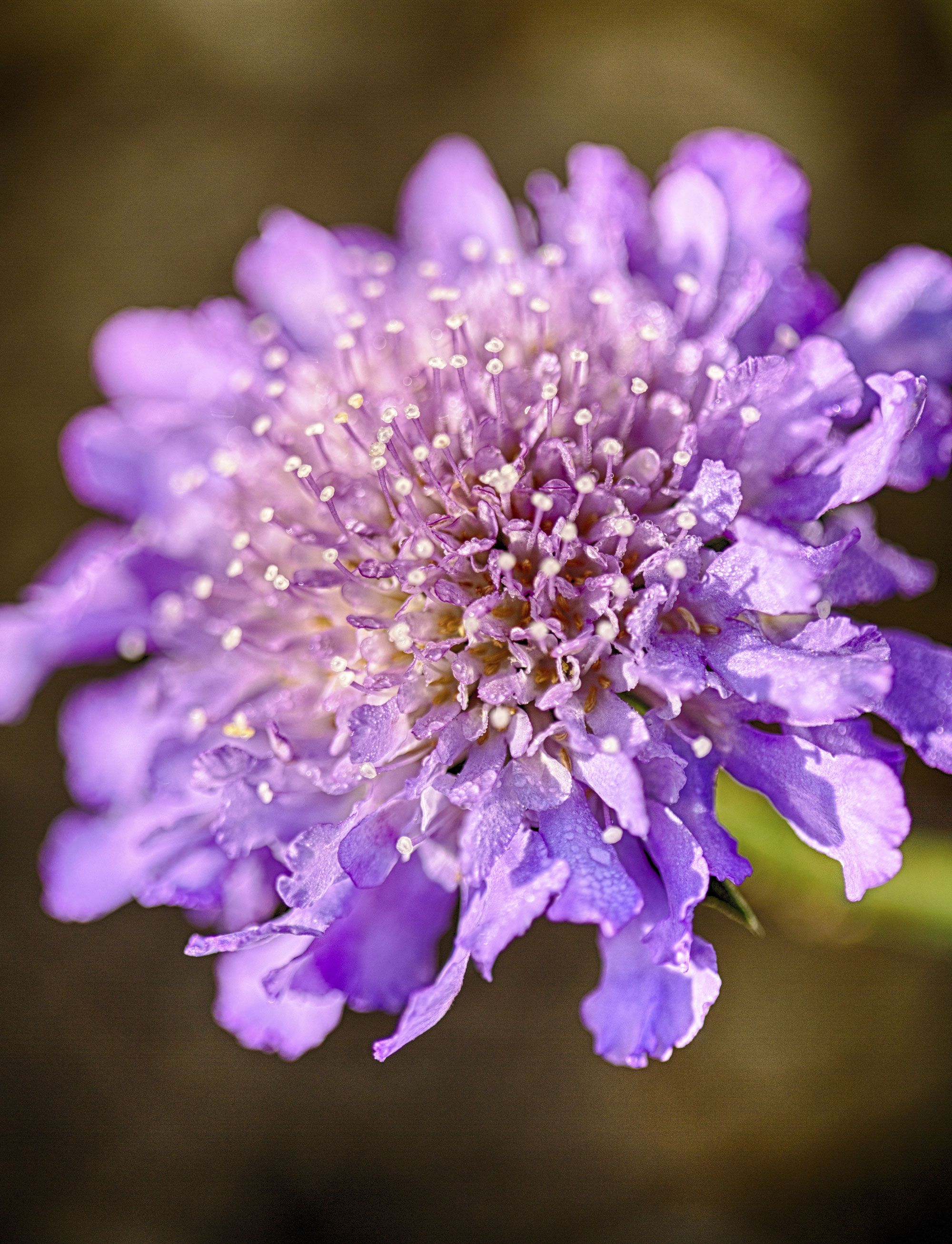plantes allergies printemps - scabiosa