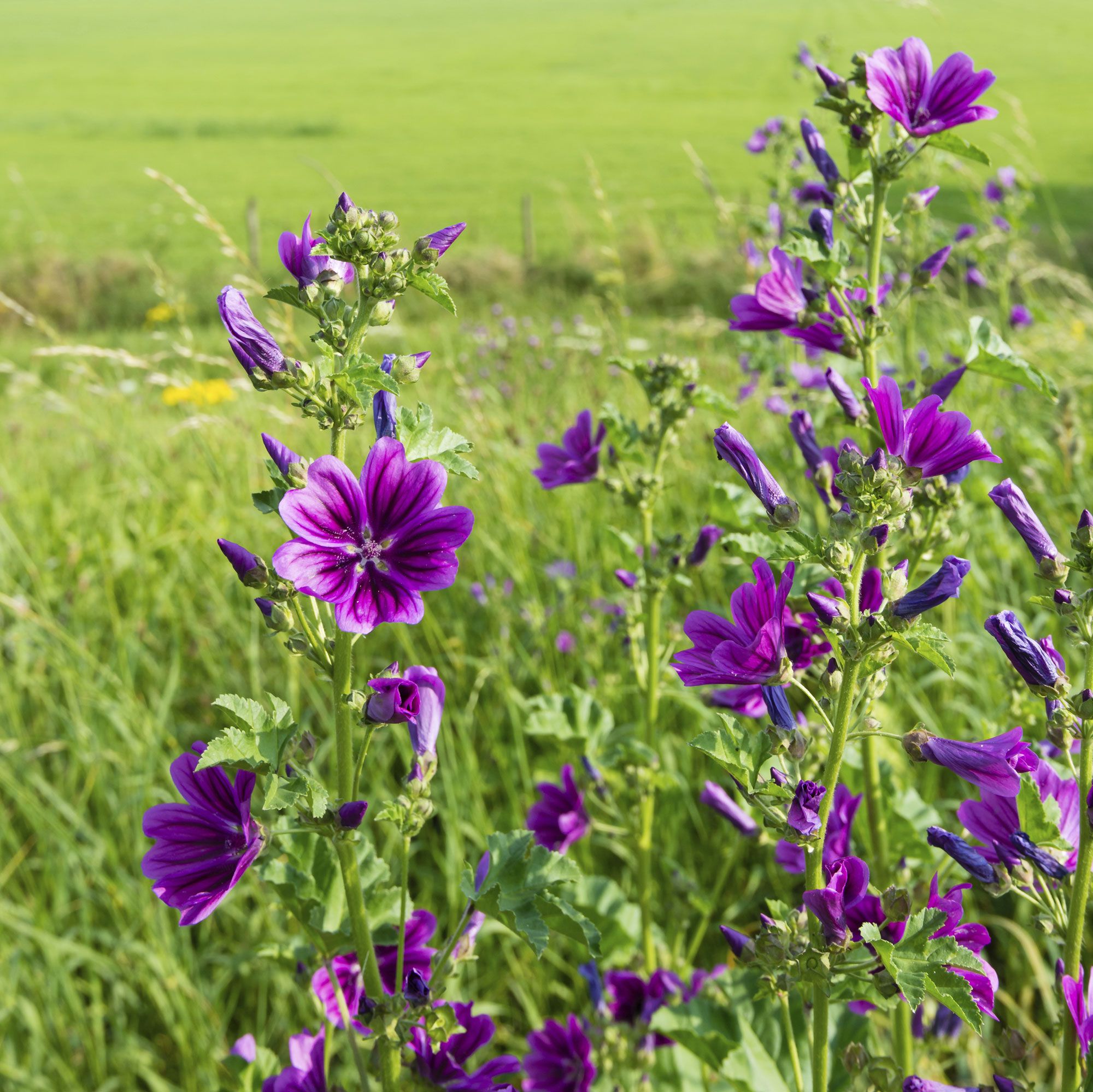 plantes allergies printemps - mauve