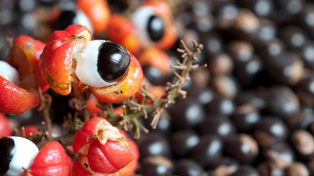 guarana