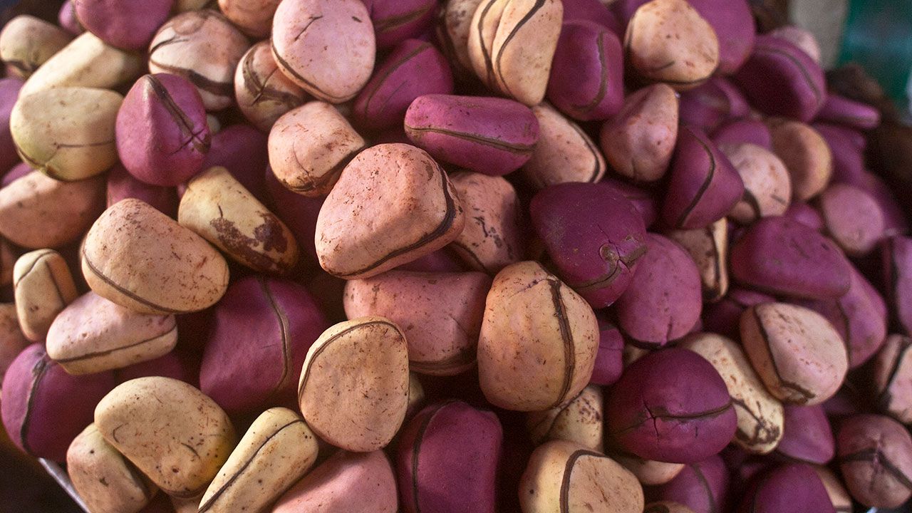 noix de kola