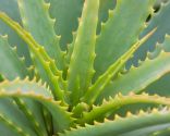 masque d'aloe vera