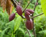 plante de cacaoyer