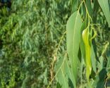 eucalyptus