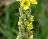 mullein